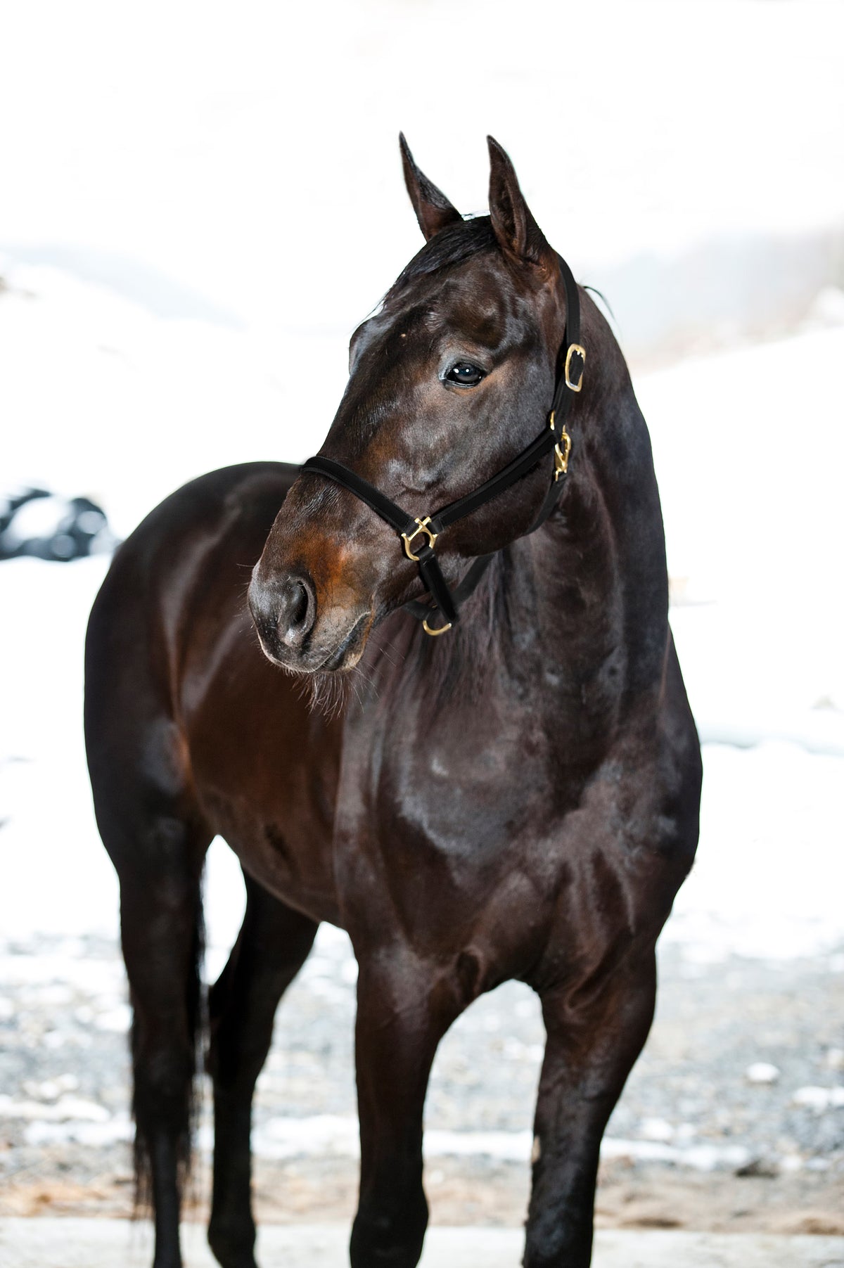 Halster Yankee