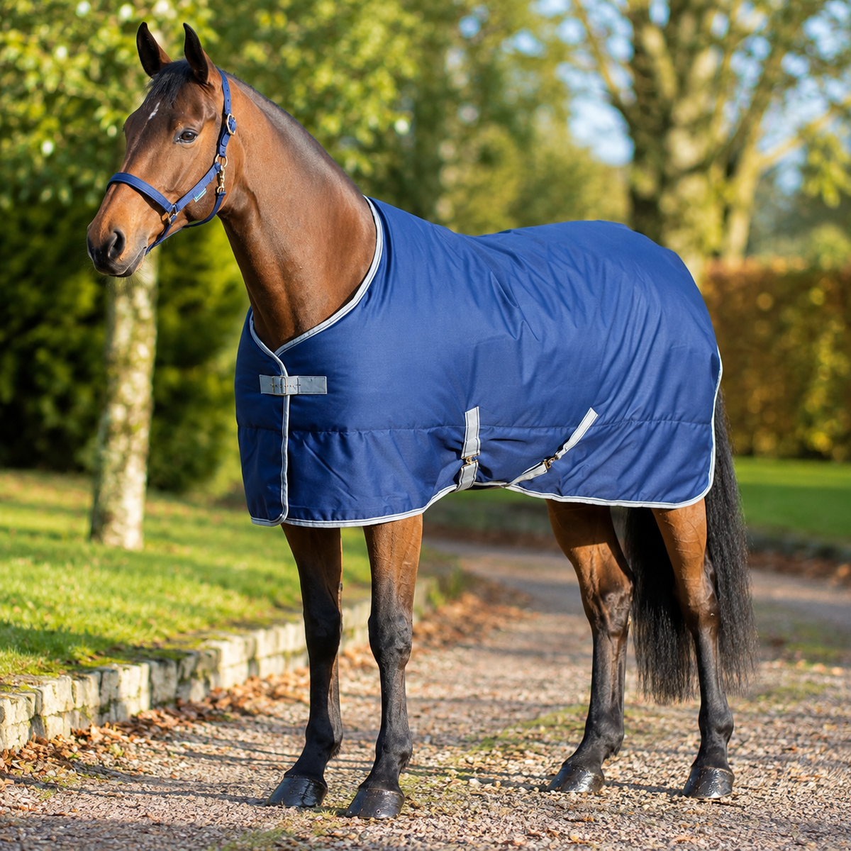 Bucas Freedom stable