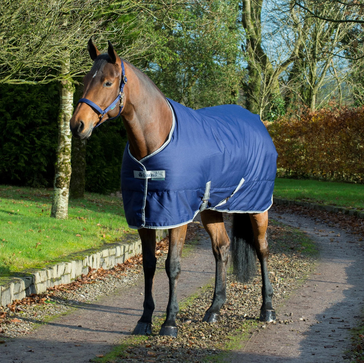 Bucas Freedom stable